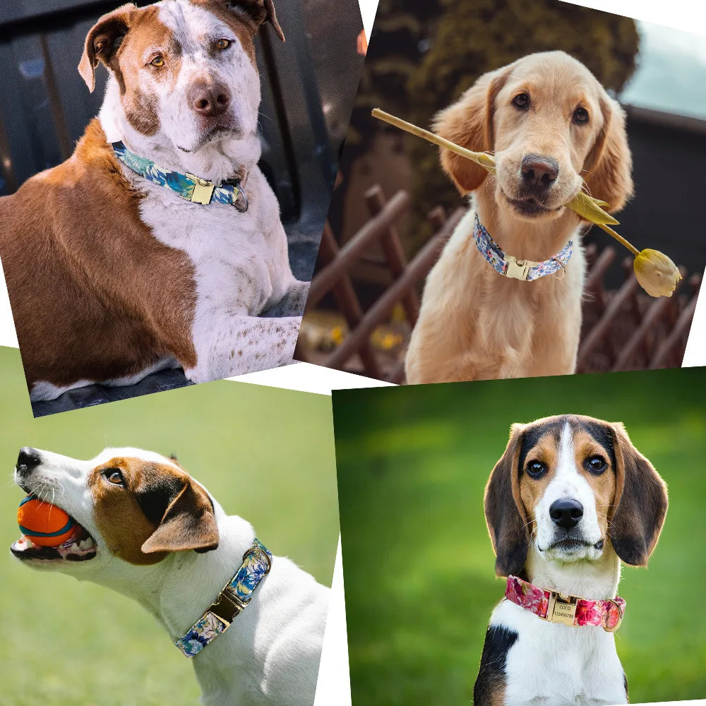 Personalisiertes Hundehalsband mit Leine – Bedrucktes Set mit kostenloser Gravur für Hunde & Katzen